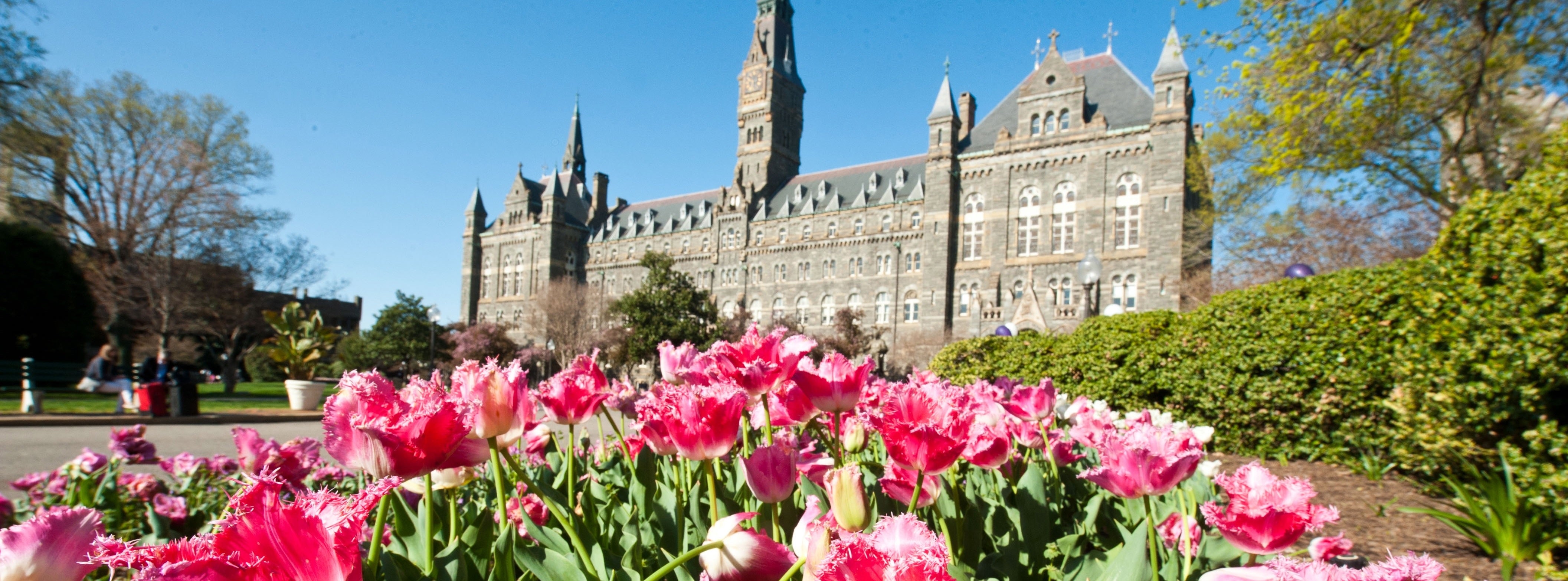 Healy Hall with pink flowers in the foreground