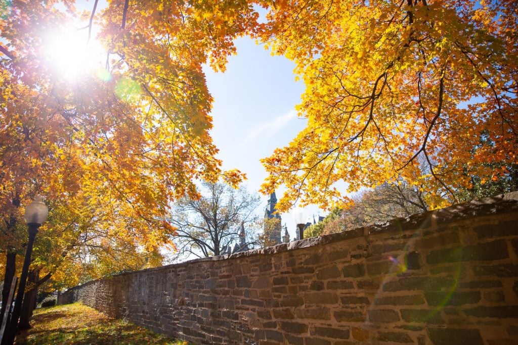 Georgetown's fall trees with yellow leaves