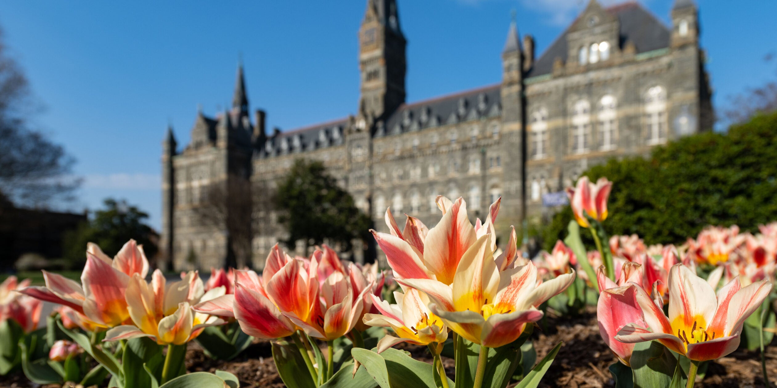 Healy Hall with lilies in the foreground